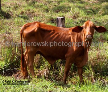 Australian  livestock...on the way to Yungaburra, Queensland