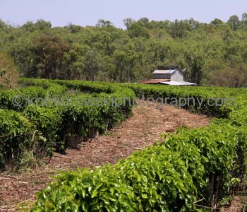 The Australian Coffee Centre-Skyburry Coffee Plantation,  near Mareeba, Queensland,