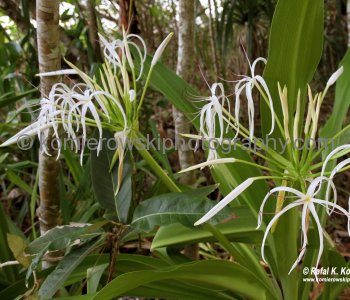 ... tropical rainforest...Cape Tribulation, Queensland