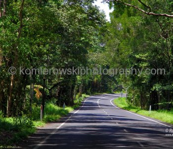 Tropical rainforest...scenic section of the Daintree National Park (UNESCO World Heritage Site) near Mossman