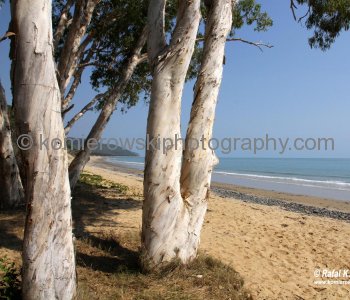 Trinity Bay ....jellyfish stings are a common health hazard for beach goers in Queensland...