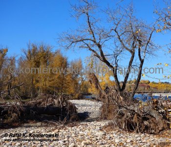Bow River near Sikome Lake and Bow Bottom Trail SE, (after June flooding, October 2013), Calgary, Alberta