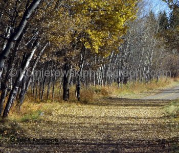 Bicycle Trail, South Glenmore Park in Calgary is part of the Elbow-Bow Rivers watershed basin.