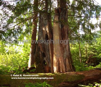 Remains from early logging executed in late 1890s..