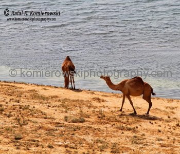 Sumhuram future tourist destination, near Salalah, Dhofar, Sultanate of Oman