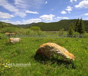East Slopes of the Canadian Rockies viewed from  Powderface Trail near Canyon Creek, Kananaskis Country, Alberta
