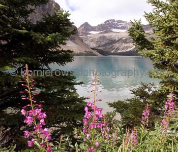 Bow Lake, Banff National Park, Alberta, Icefields Parkway- Canadas most scenic mountain roadway